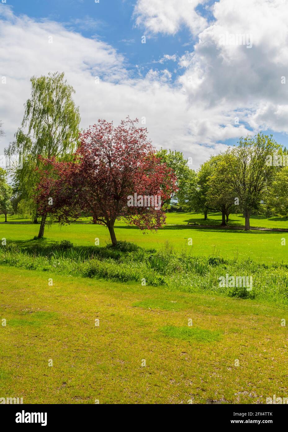 Sanders park skatepark hires stock photography and images Alamy