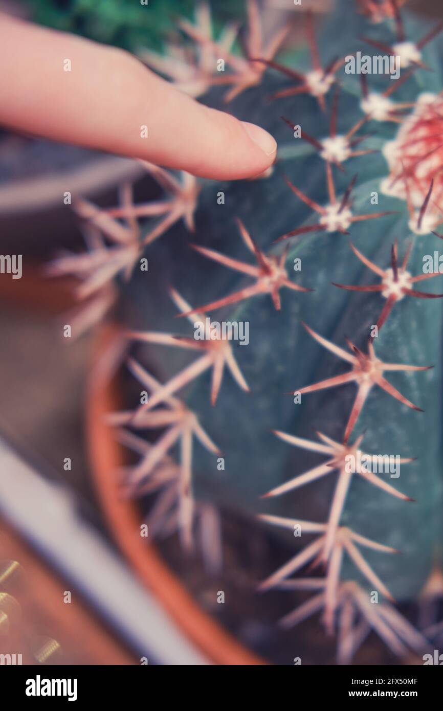 A woman finger and a large cactus. Fear of being pricked and getting a  splinter from a cactus thorn Stock Photo - Alamy