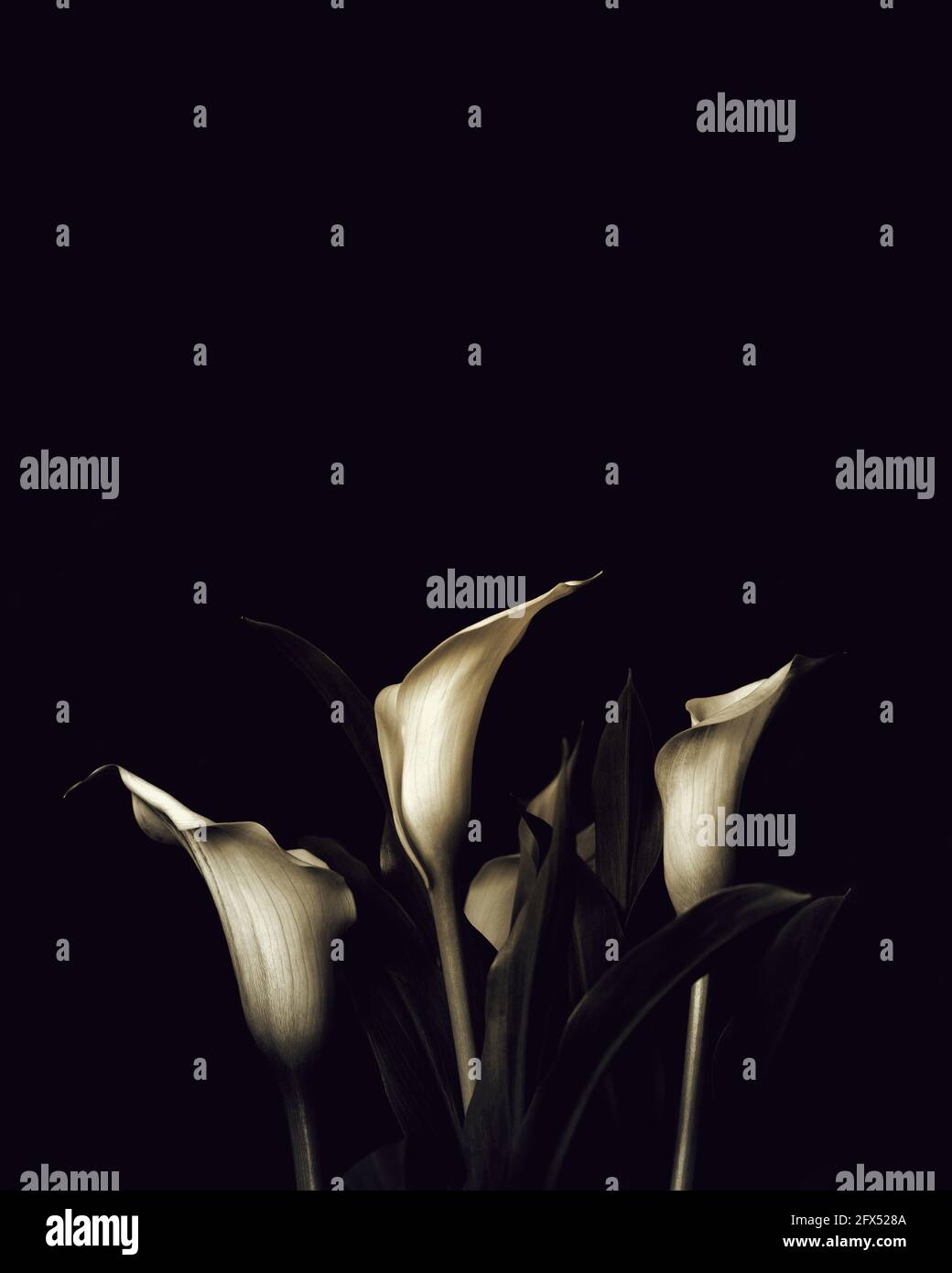 Sympathy card with calla lily flowers and copy space. Funeral flowers on dark background Stock Photo