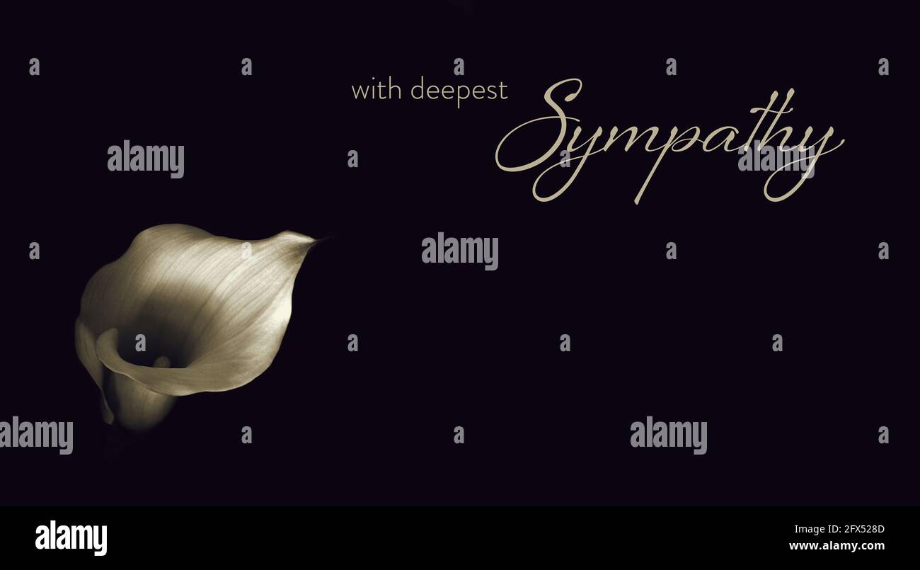Sympathy card with calla lily flower Stock Photo Alamy