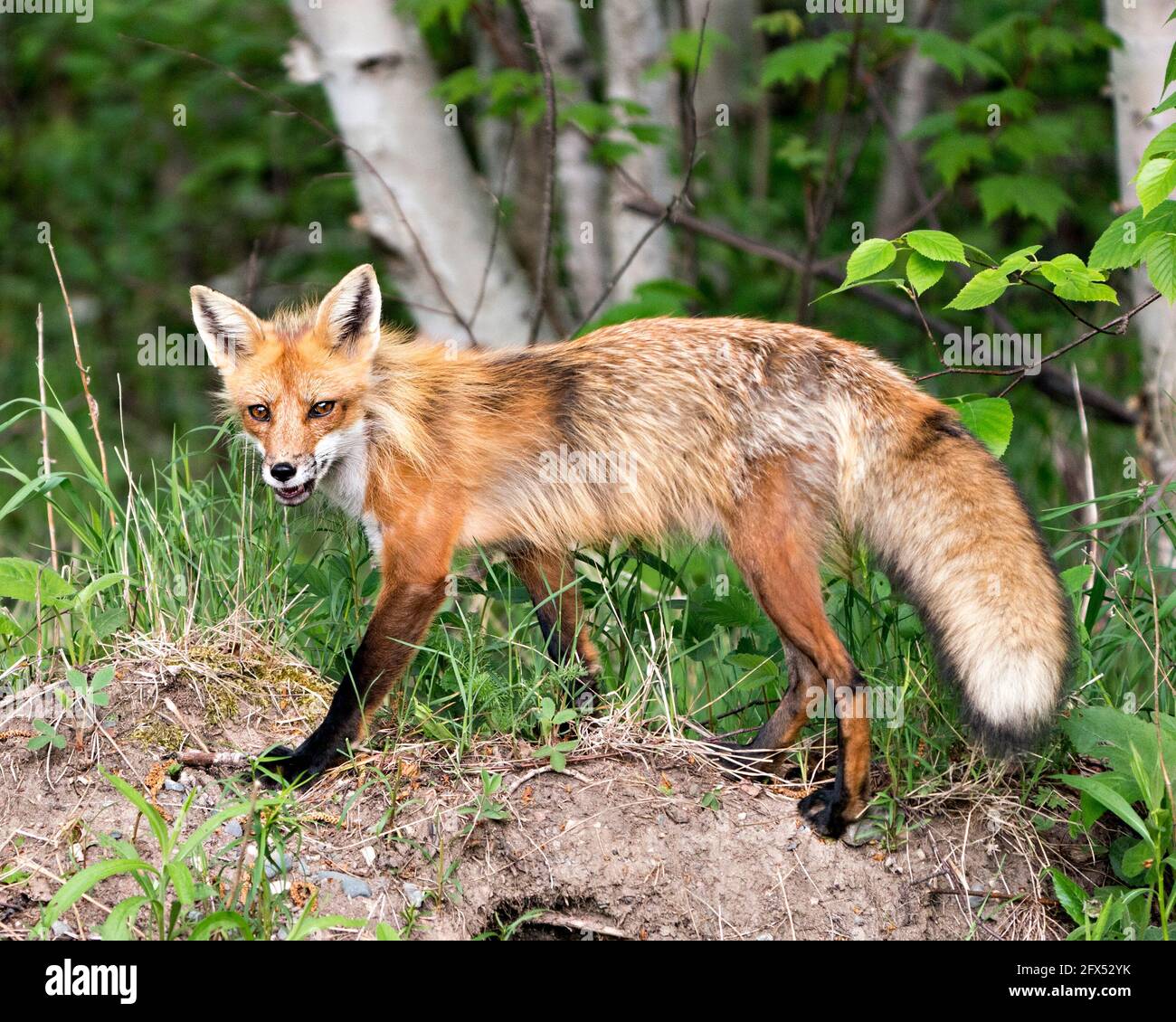 Red Fox close-up profile view side view in the springtime with blur ...