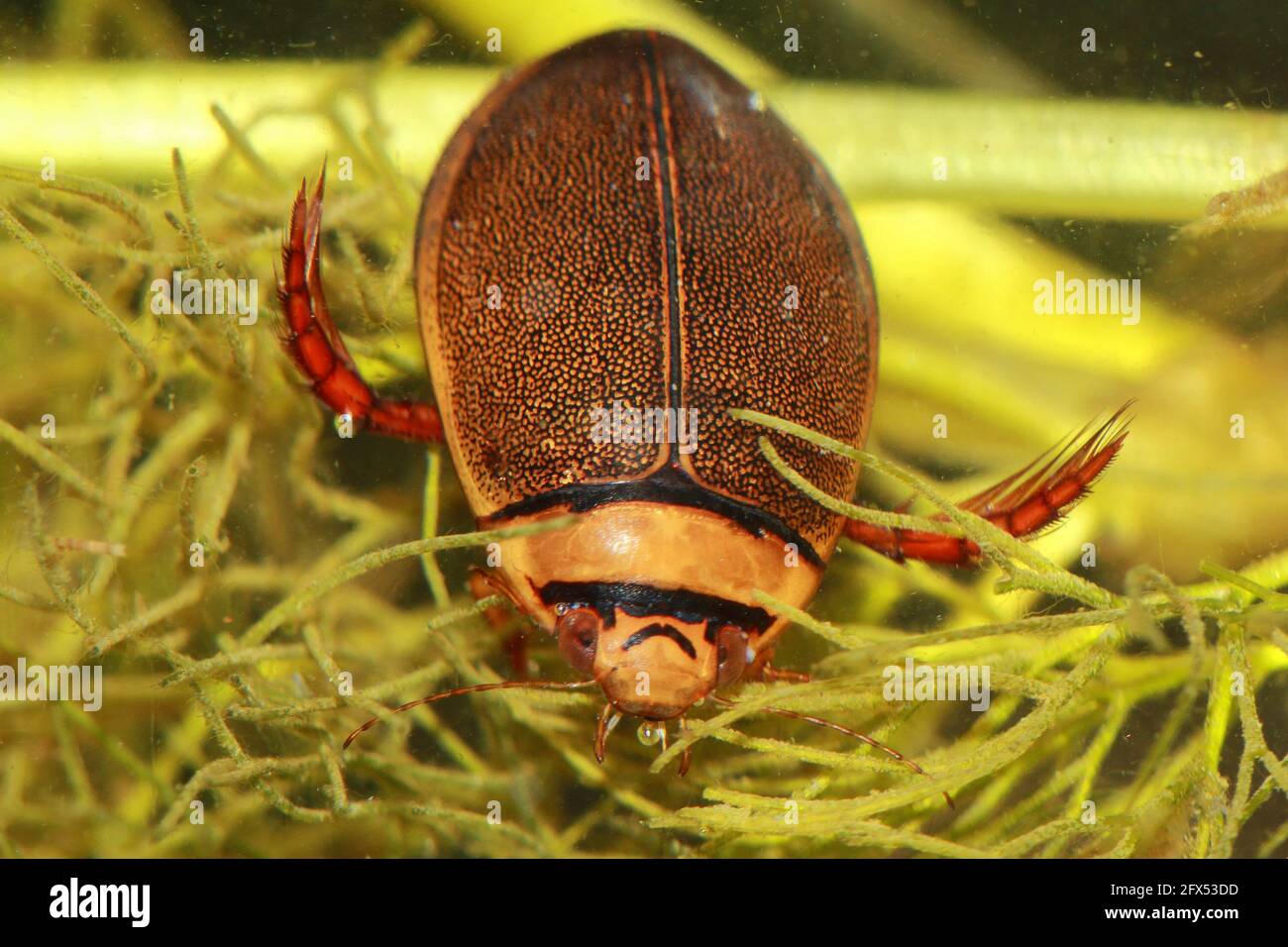 Male of diving beetle (Graphoderus bilineatus) in natural habitat Stock Photo