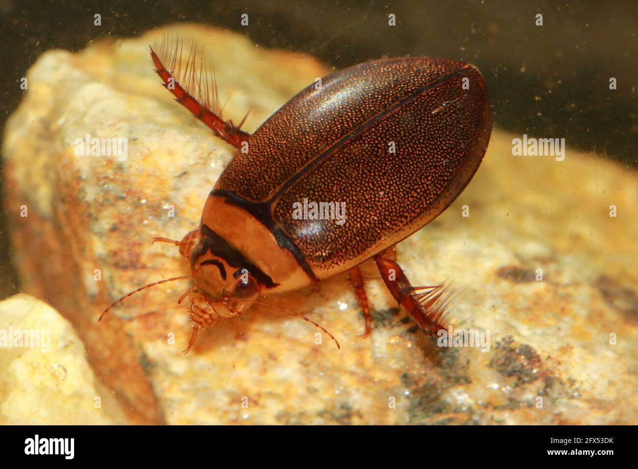 Male of diving beetle (Graphoderus bilineatus) in natural habitat Stock