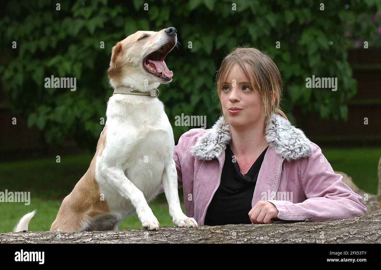PUZZLE WHO LOST HALF HIS EAR WITH ZARA WILSON WHO HELPS AT THE ARDLEY RESCUE KENNELS PIC MIKE WALKER, 2005 Stock Photo
