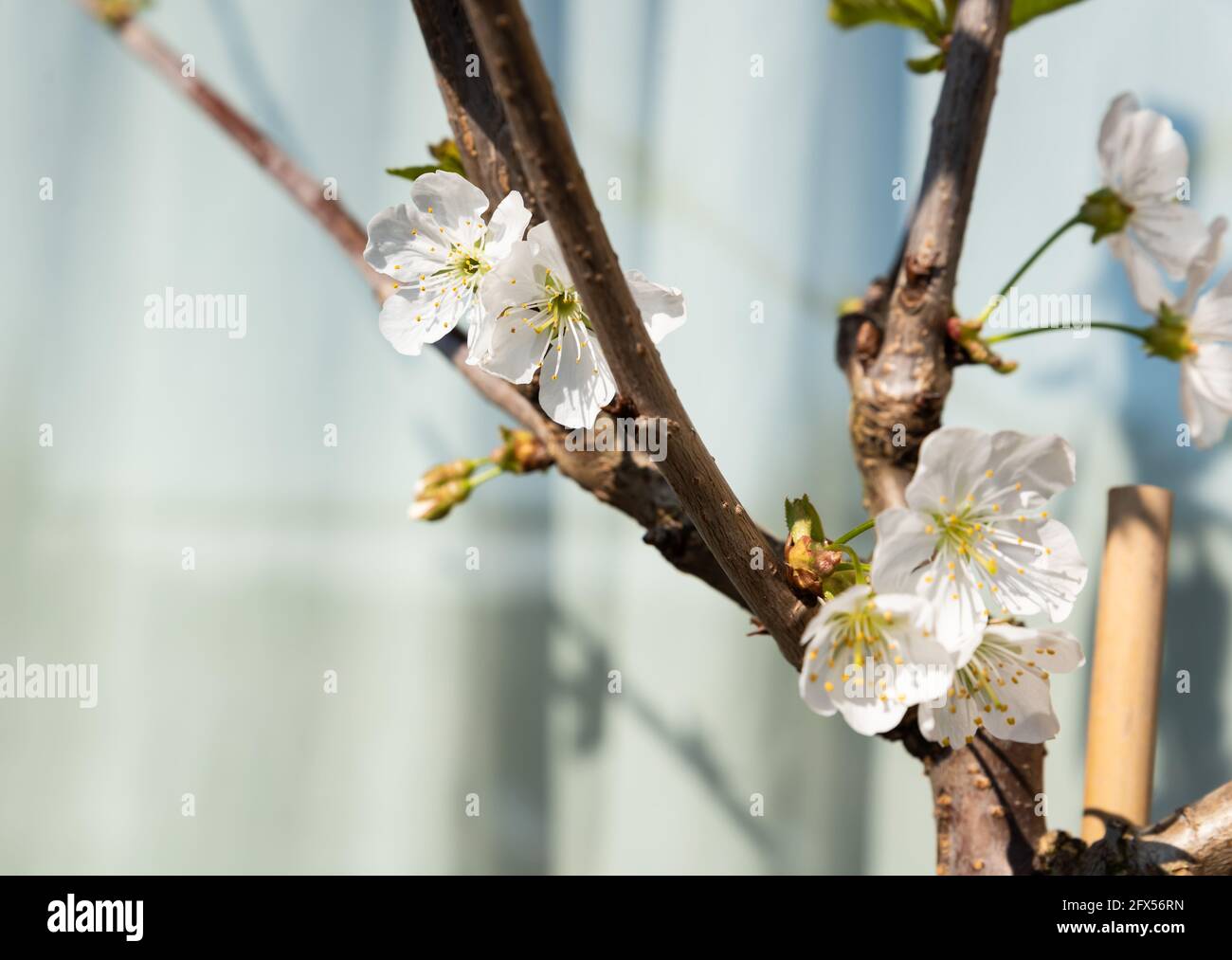 Cherry plant in blossom, prunus avium Stock Photo