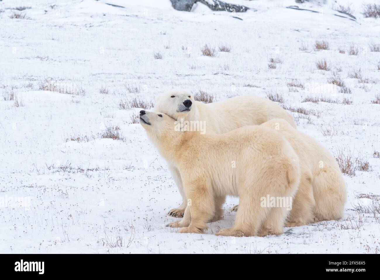 Three polar bears family seen in wild, natural environment during fall, autumn migration. Mom and cubs. Stock Photo