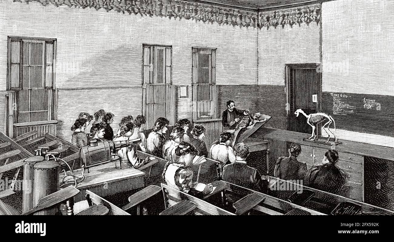 Teaching in the United States by the end of the 19th century, zoology laboratory school Oswego USA. Old 19th century engraved illustration from La Nature 1893 Stock Photo