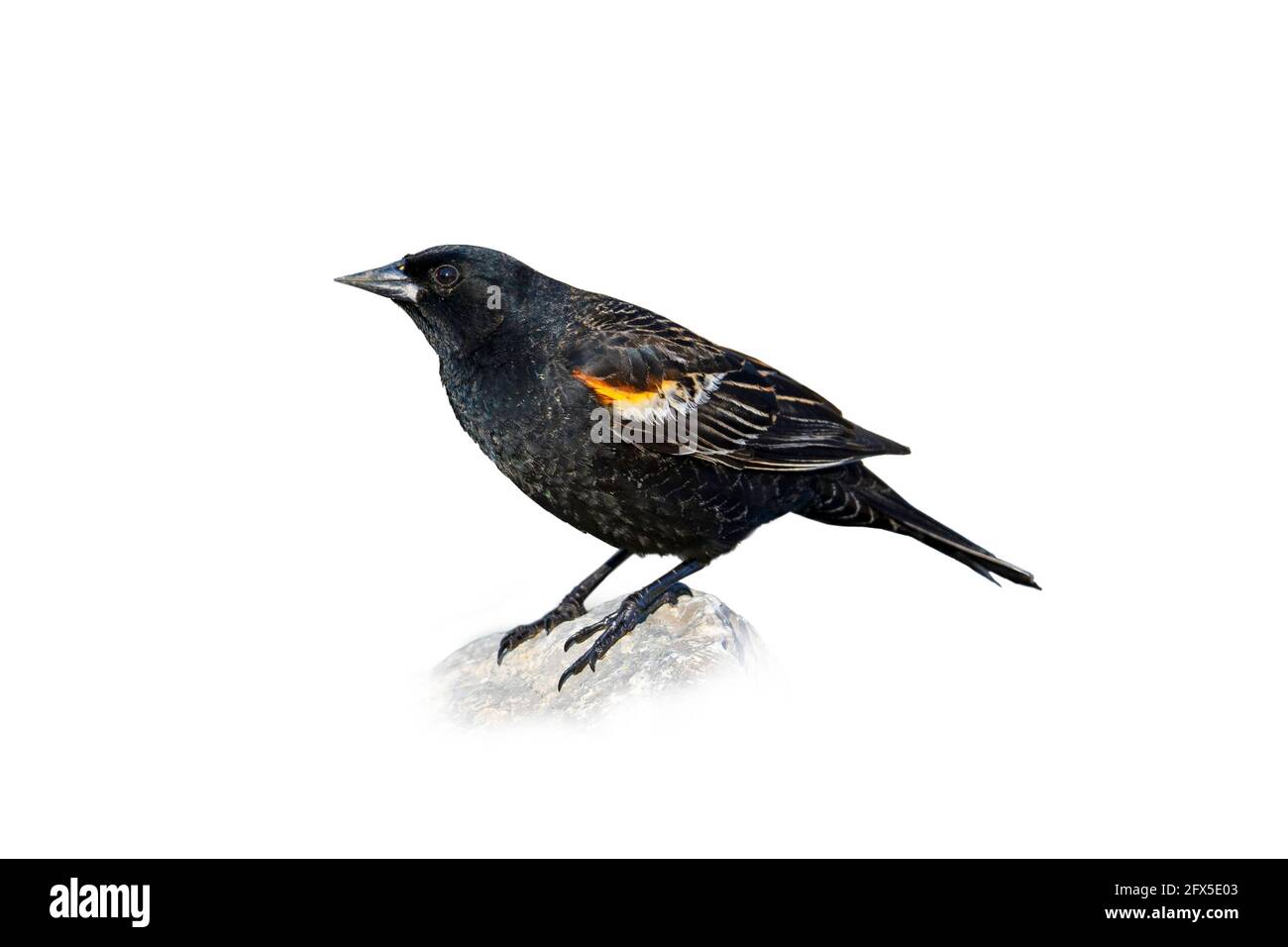 Red-winged Blackbird, Cut out on a White Background, (Agelaius phoeniceus), Young, Male, Bird Cut Out Stock Photo