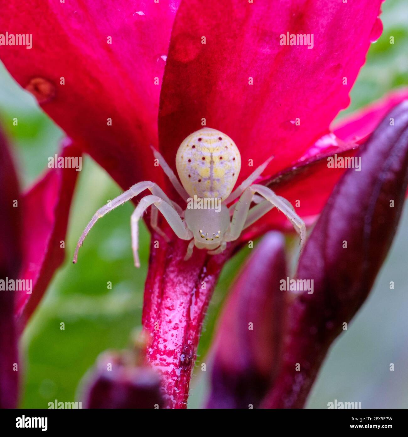 Spider in our garden Stock Photo