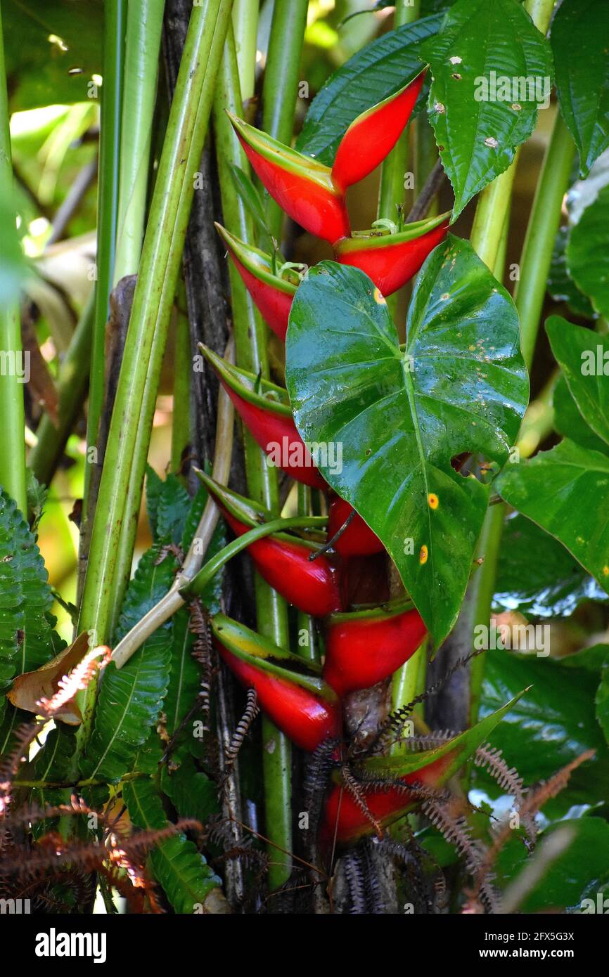 Balisier flower Stock Photo
