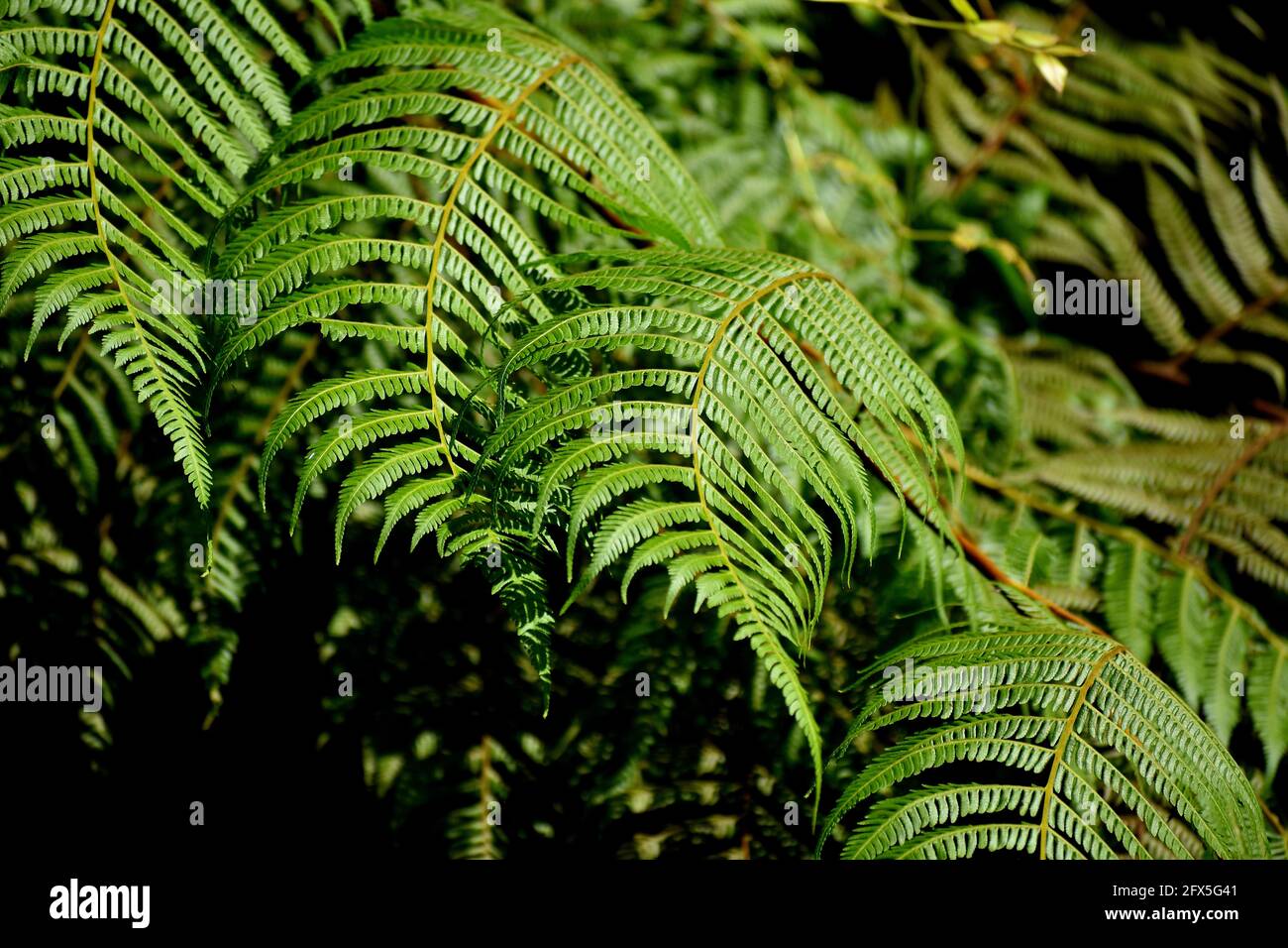 Ferns growing on the mountain walls on the Northern Range, Trinidad Stock Photo
