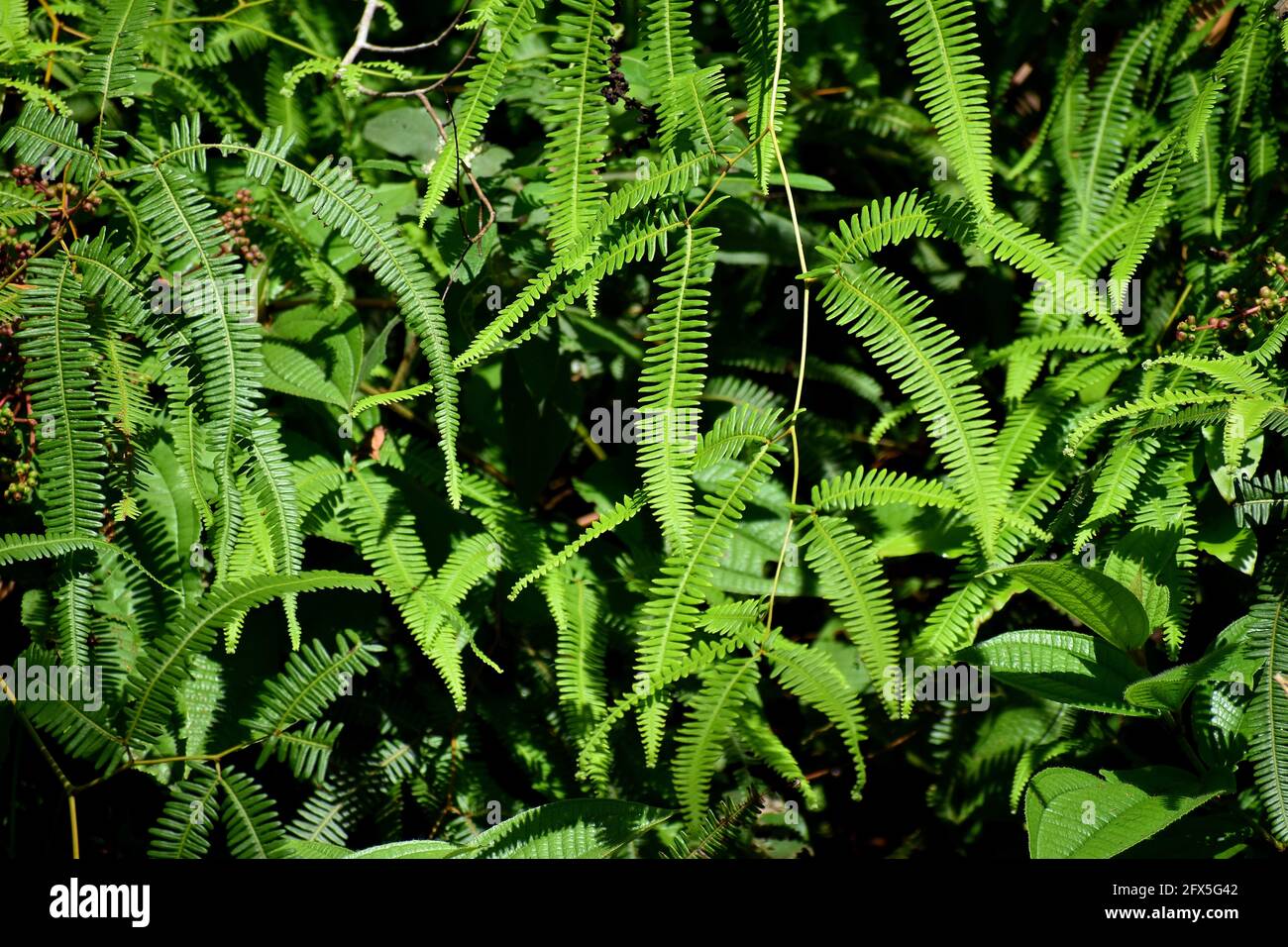 Ferns growing on the mountain walls on the Northern Range, Trinidad. Stock Photo