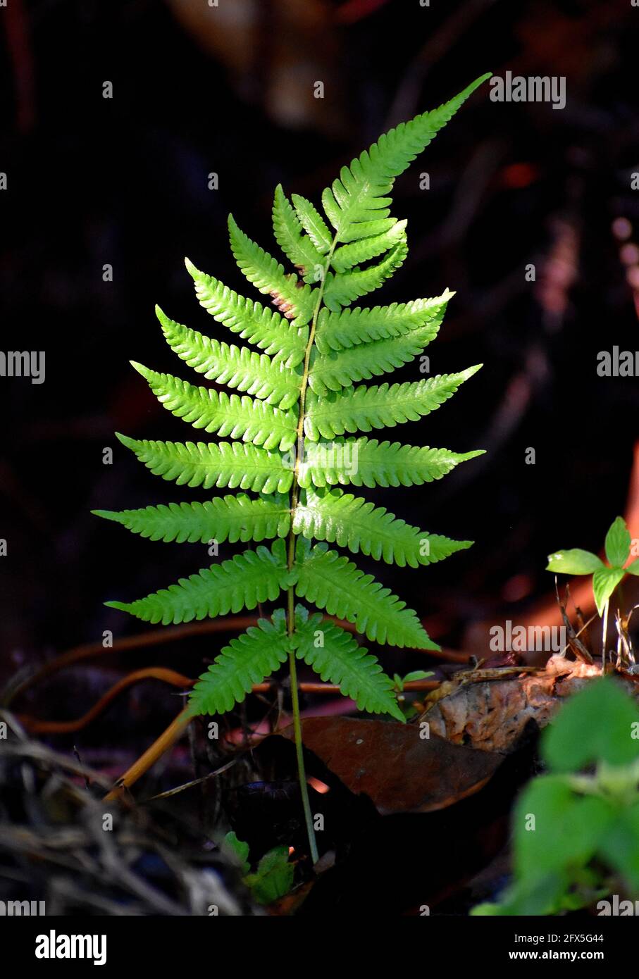 Ferns growing on the mountain walls on the Northern Range, Trinidad Stock Photo