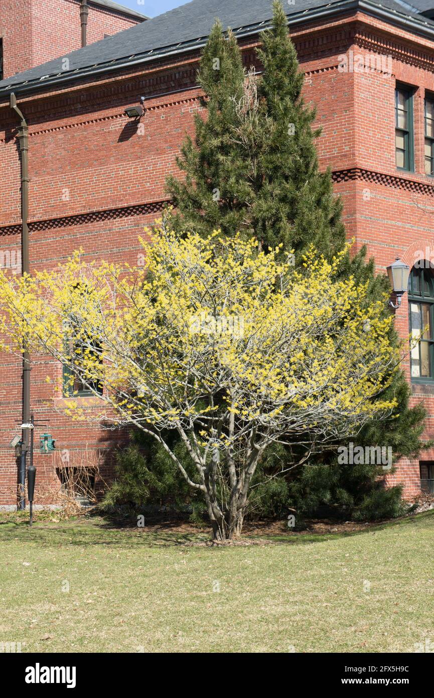 A willow and pine outside the  Hunnewell building in the Arnold Aroboretum in Jamaica Plain, Boston MA Stock Photo