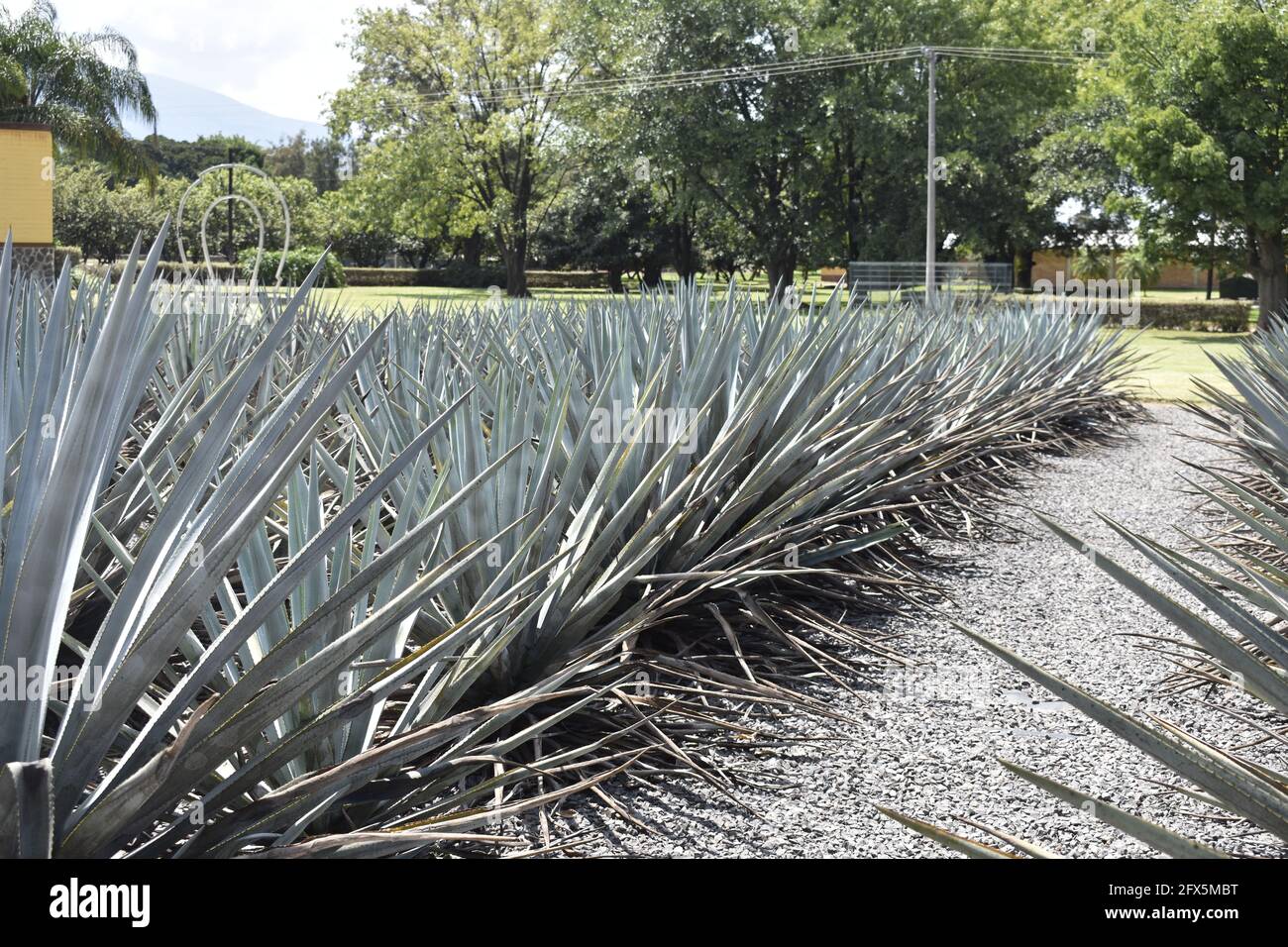 Plantio de agave para tequila, Jalisco, México Stock Photo
