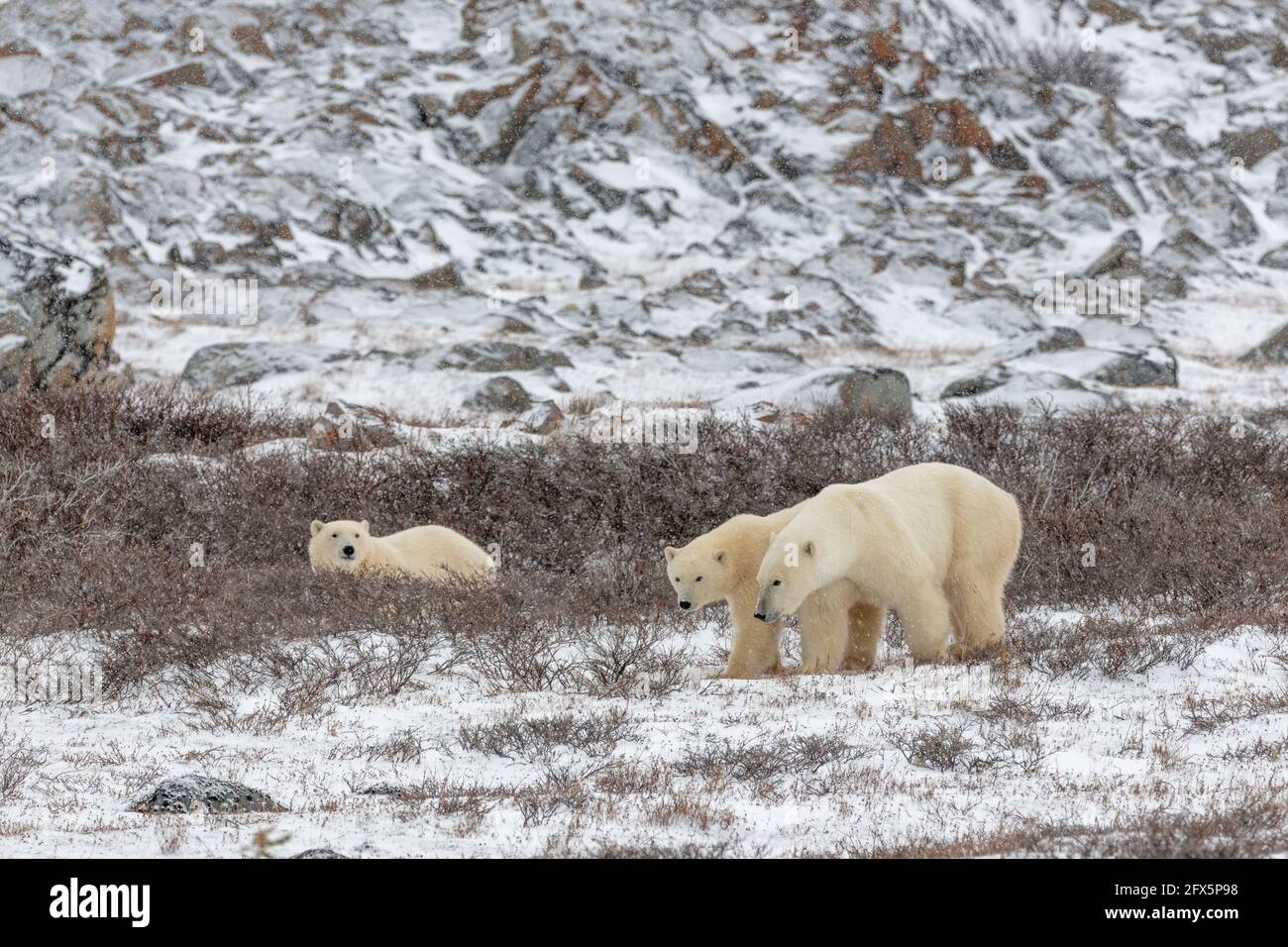 Three polar bears, Mom cubs walking across the snowy bush, willow landscape in northern Manitoba during their migration to the frozen ocean. Stock Photo