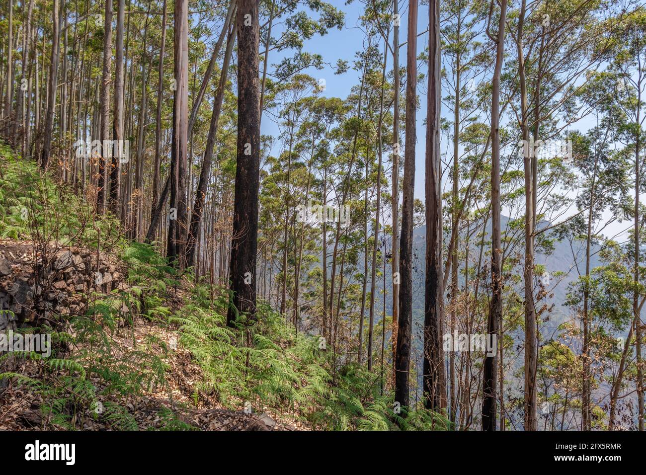 Forest view with blue sky is taken at Dolphine nose kodaikanal tamilnadu india. Stock Photo
