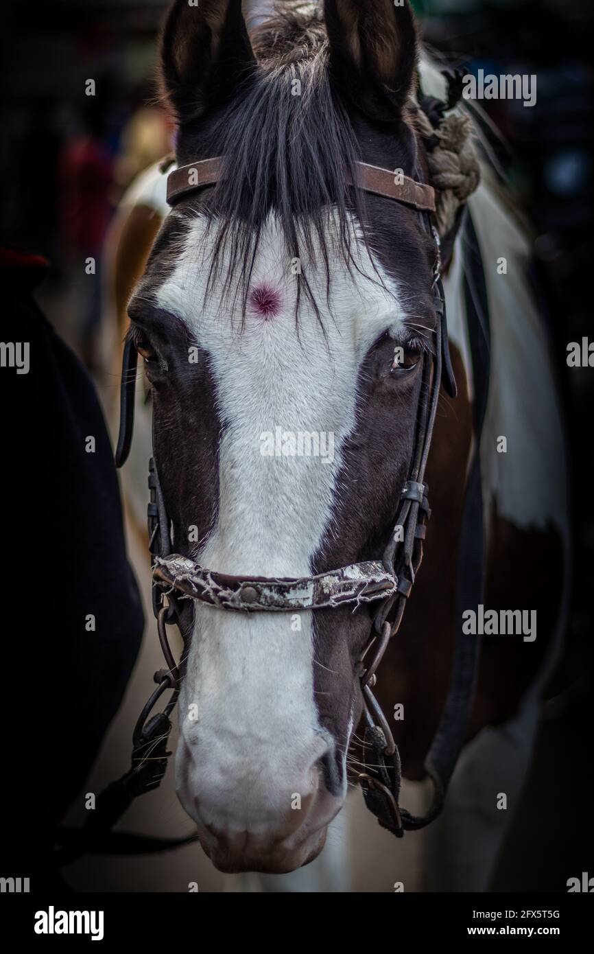 Horse Isolated Head with eye details image is showing the emotion and contrast of animal life