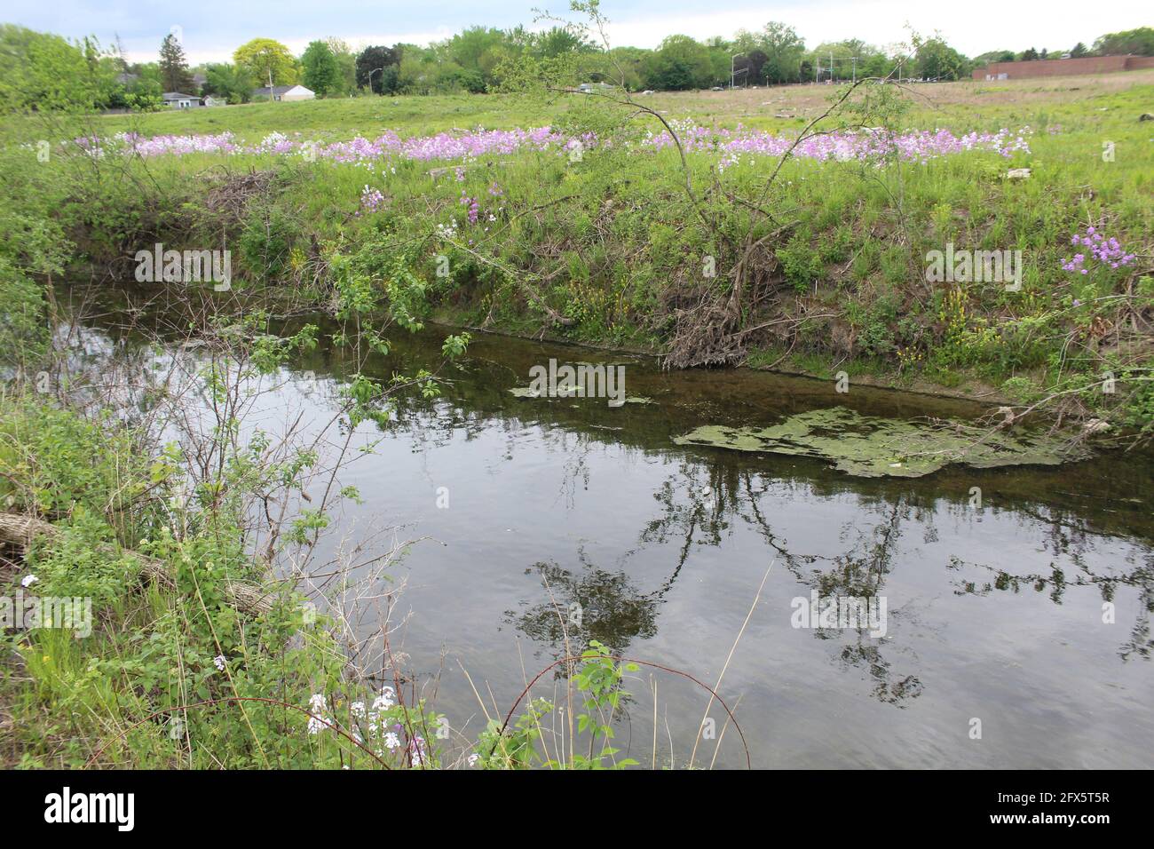 Dame's rocket invasive flowers along both sides of the West Fork of the North Branch of the Chicago River at Somme Prairie in Northbrook, Illinois Stock Photo