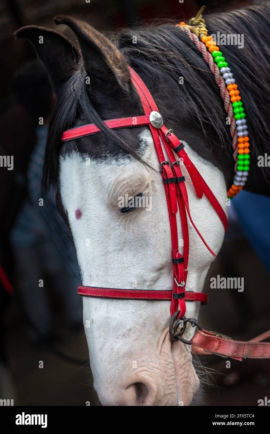 Horse Isolated Head with eye details image is showing the emotion and contrast of animal life. Stock Photo