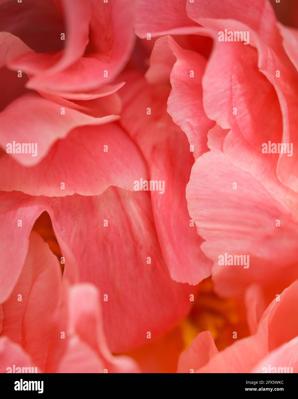 Pink peony flower petals close up Stock Photo