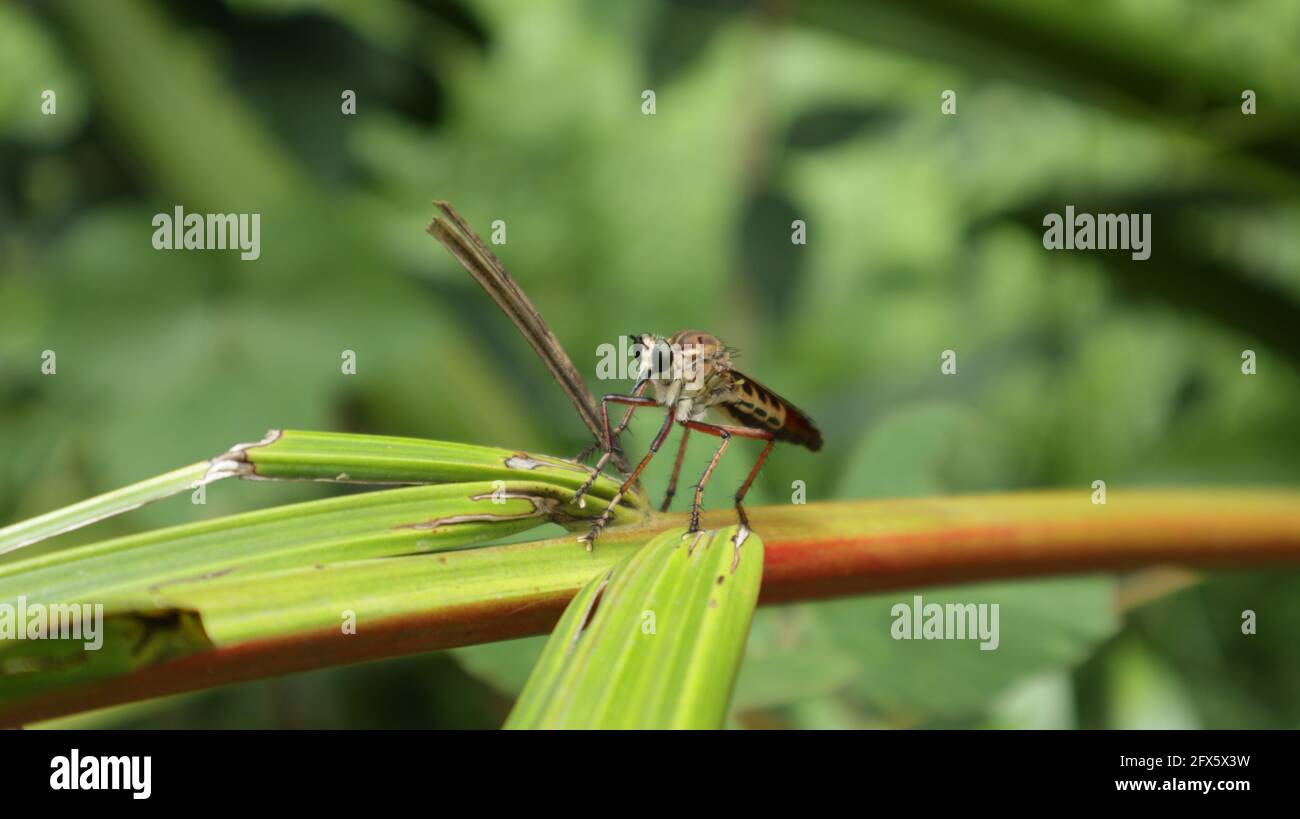 A terrifying looking insect that eats insects perches on a branch and watches intently Stock Photo