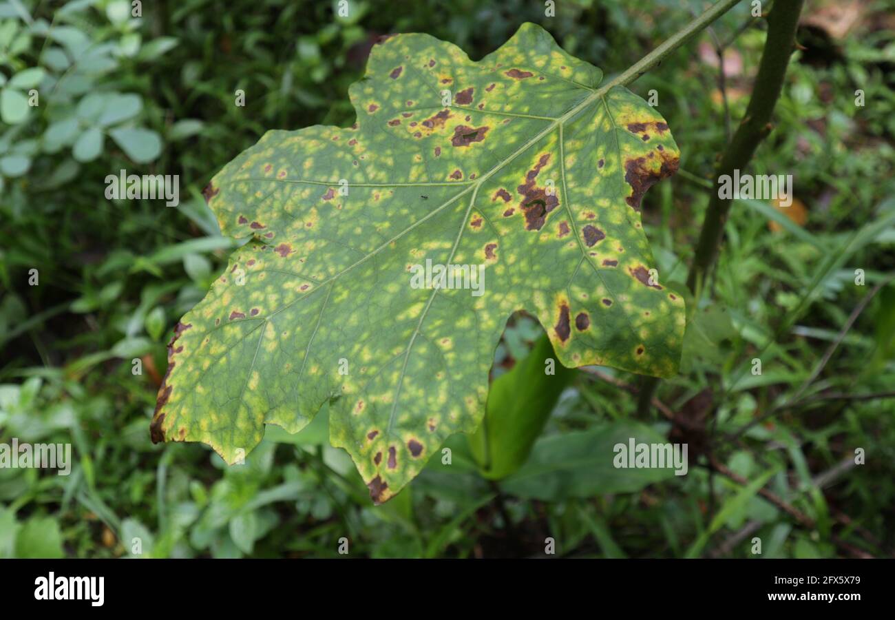Close up of a eggplant leaf infected by the Cercospora Melongenae fungal plant pathogen Stock Photo