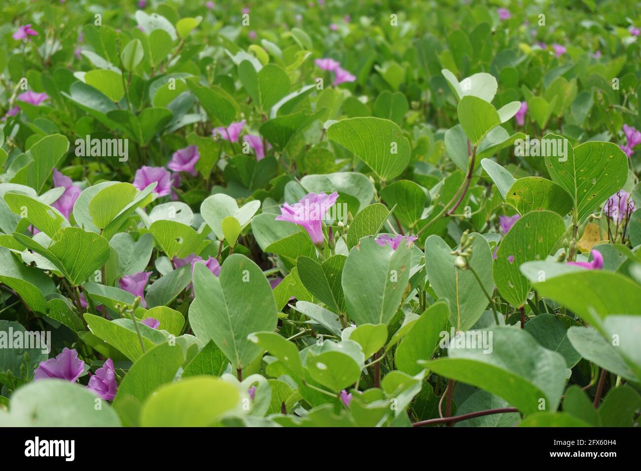 Purple moonflower hi-res stock photography and images - Alamy