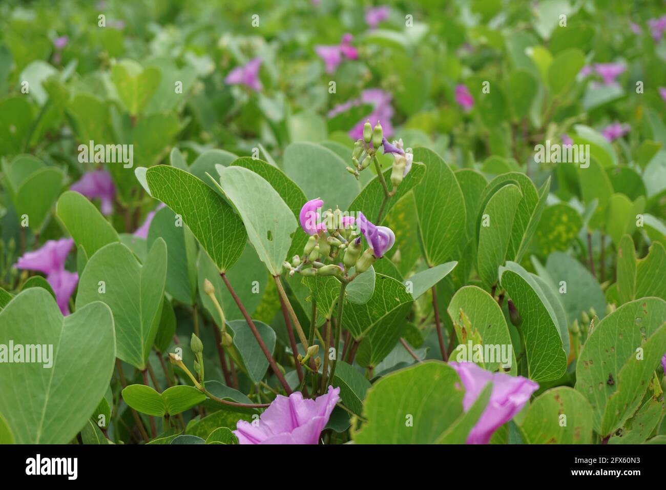 Laguna - Moonflower main image 0