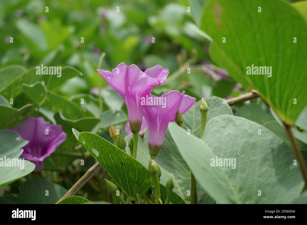 Purple moonflower hi-res stock photography and images - Alamy