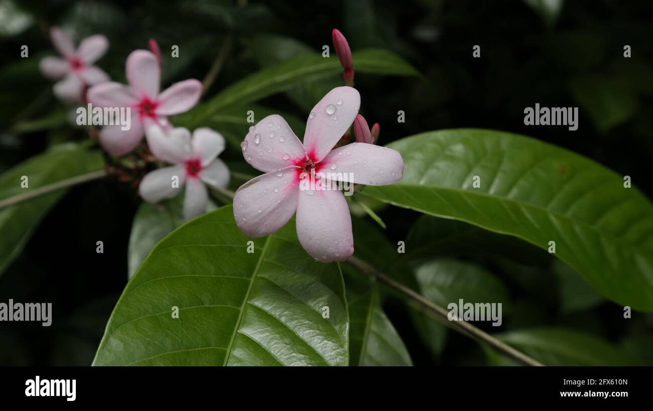 Close up of a pink color flower with raindrops on the flower branch and two buds Stock Photo
