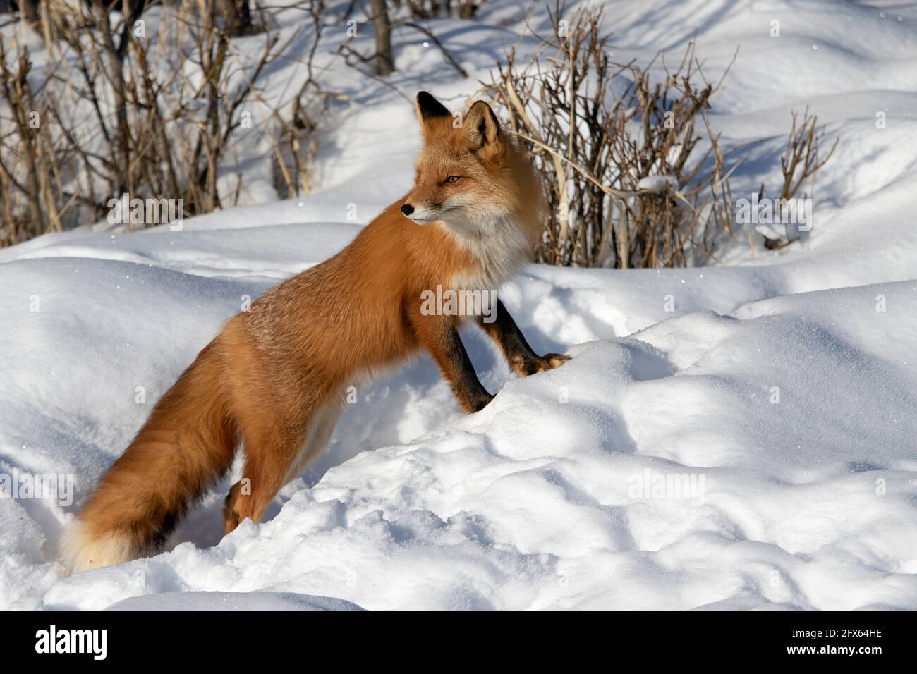 A red fox pauses in the snow on a bright winter day in Southcentral Alaska. Stock Photo