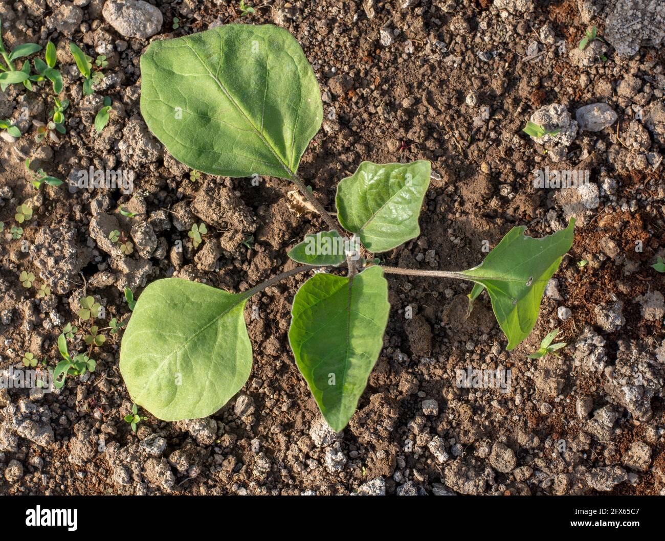 Young Eggplant , also known as aubergine or brinjal (Solanum melongena