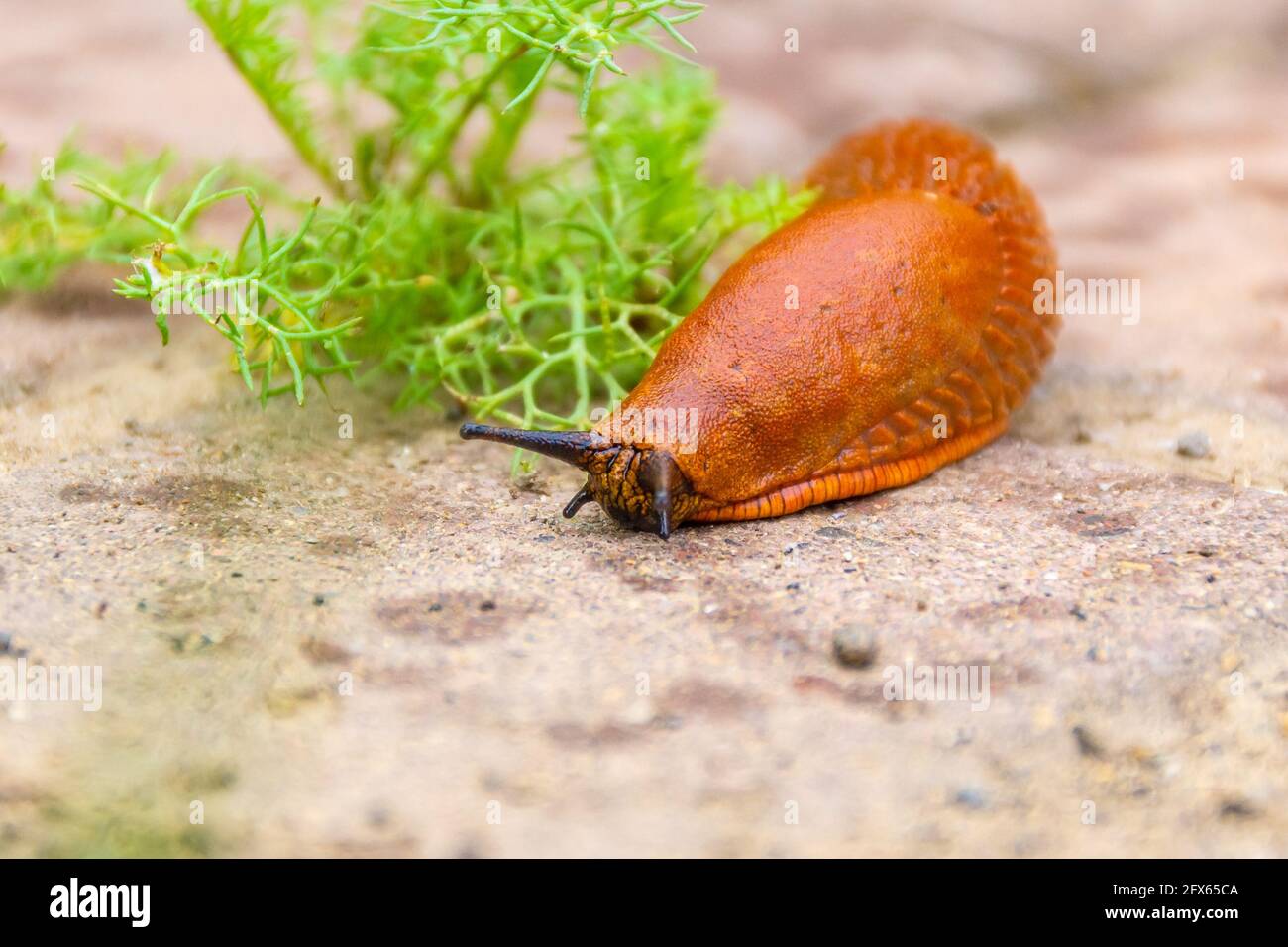 a large red slug crawling along the cobblestones with traces of raindrops in search of food, selective focus Stock Photo