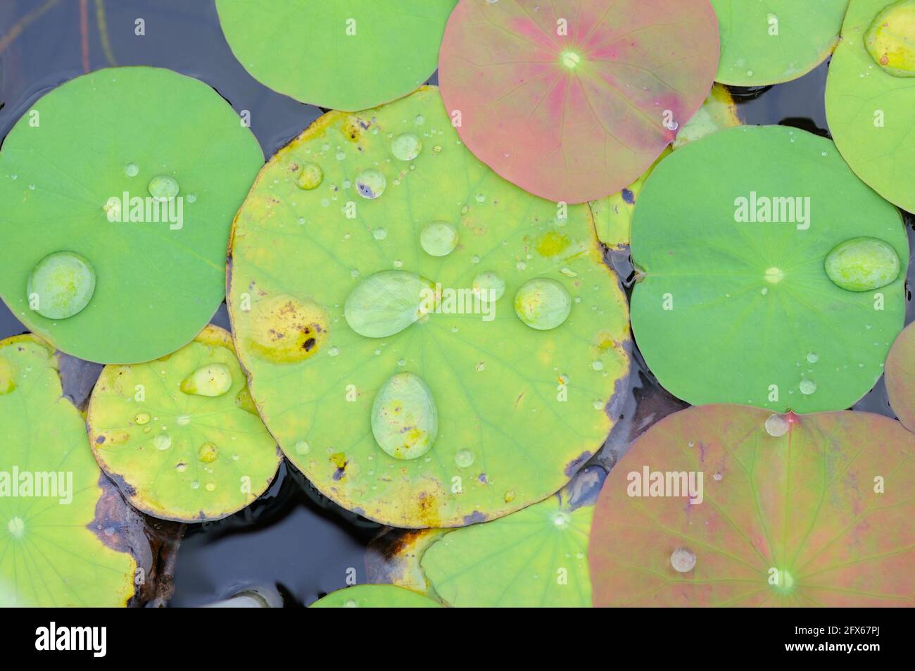 Round pads hires stock photography and images Alamy