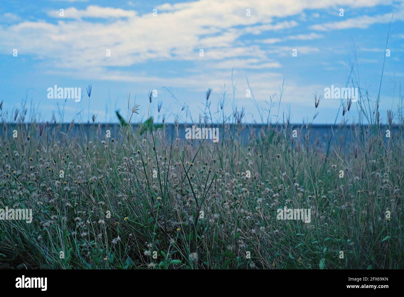 Grass trees with flowers under cloudy blue sky 2 Stock Photo - Alamy