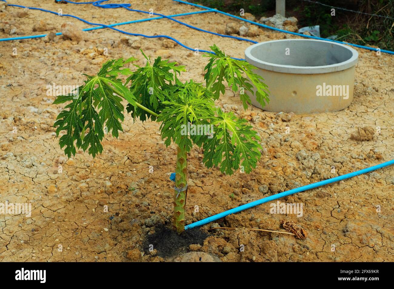 Growing Holland papaya tree with drip irrigation system in garden 1 Stock Photo