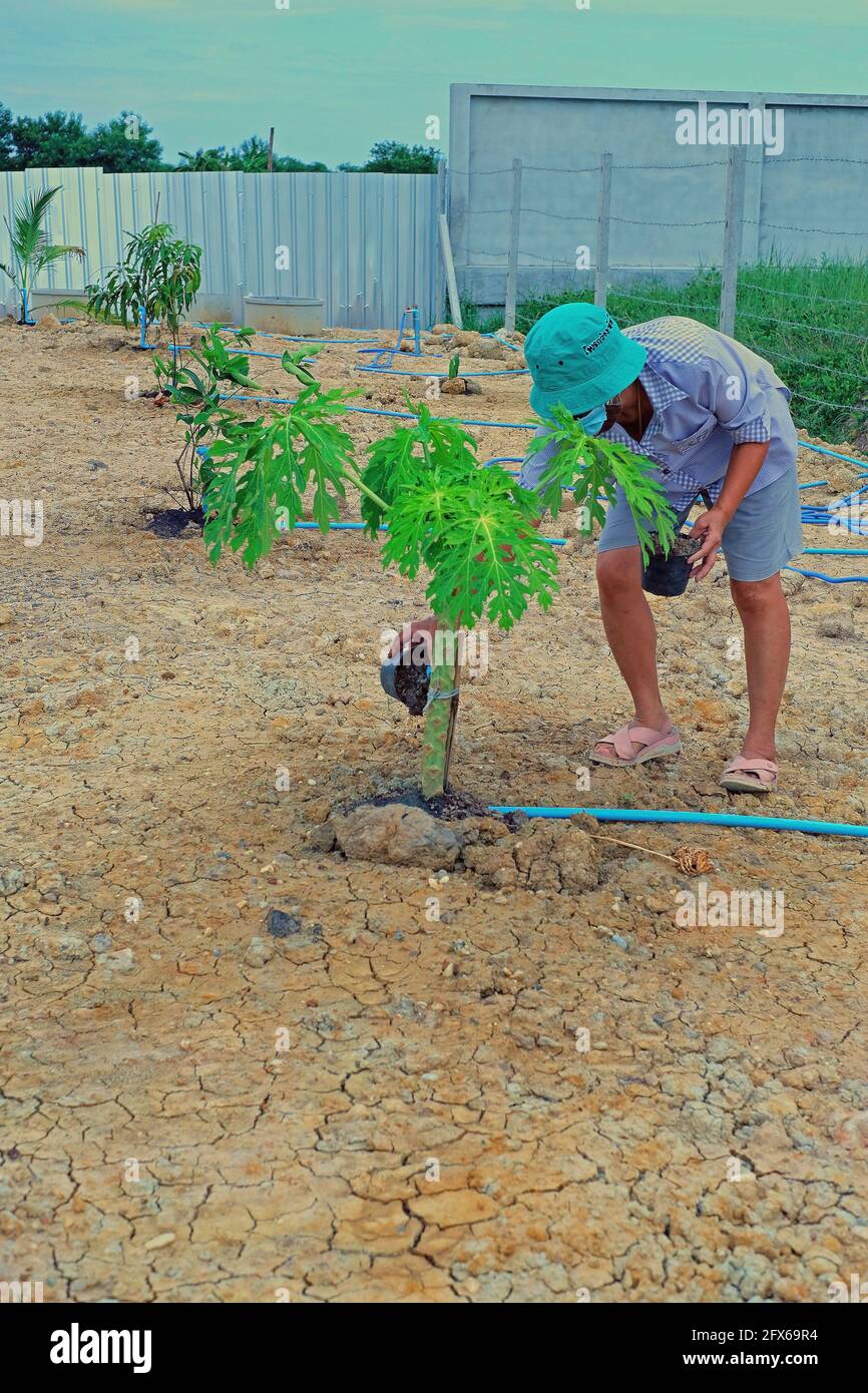 Growing Holland papaya tree with drip irrigation system in garden 4