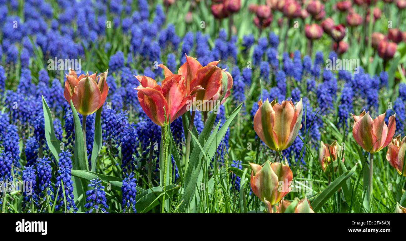 Blooming tulips are a herbaceous bulbous plant and muscari are unpretentious spring flowers. Stock Photo