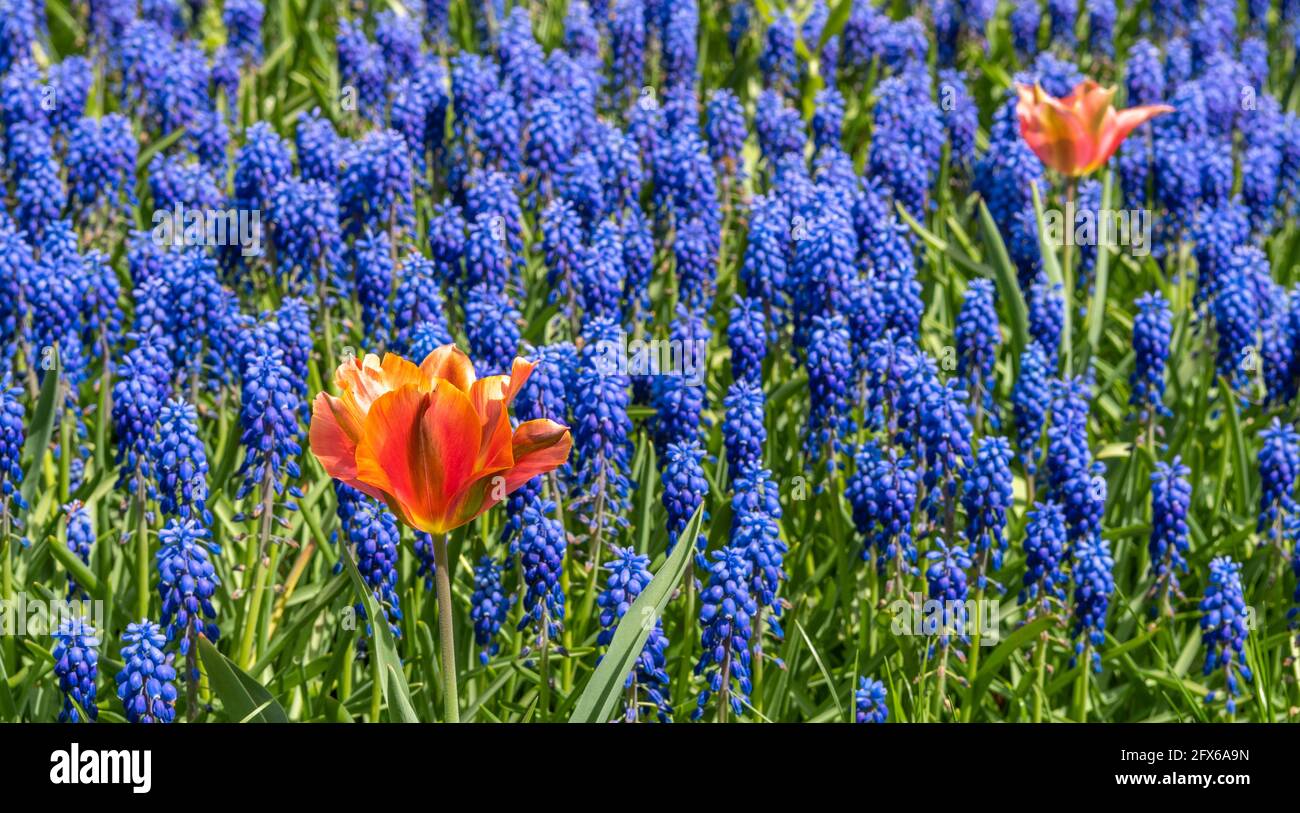 Blooming tulips are a herbaceous bulbous plant and muscari are unpretentious spring flowers. Stock Photo