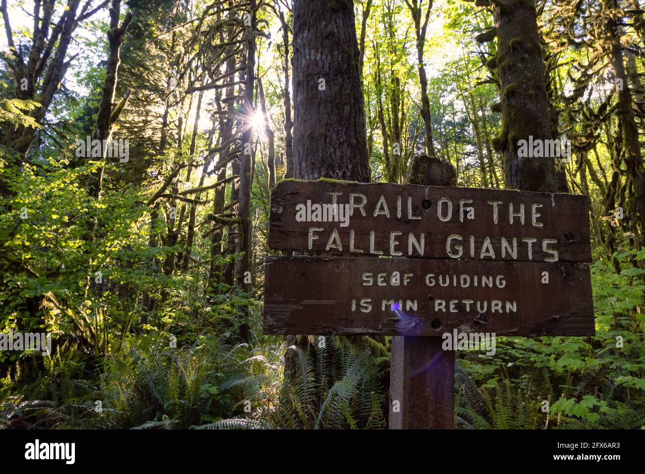 Canadian Rain Forest. Trail Signage around Fresh Green Trees Stock ...