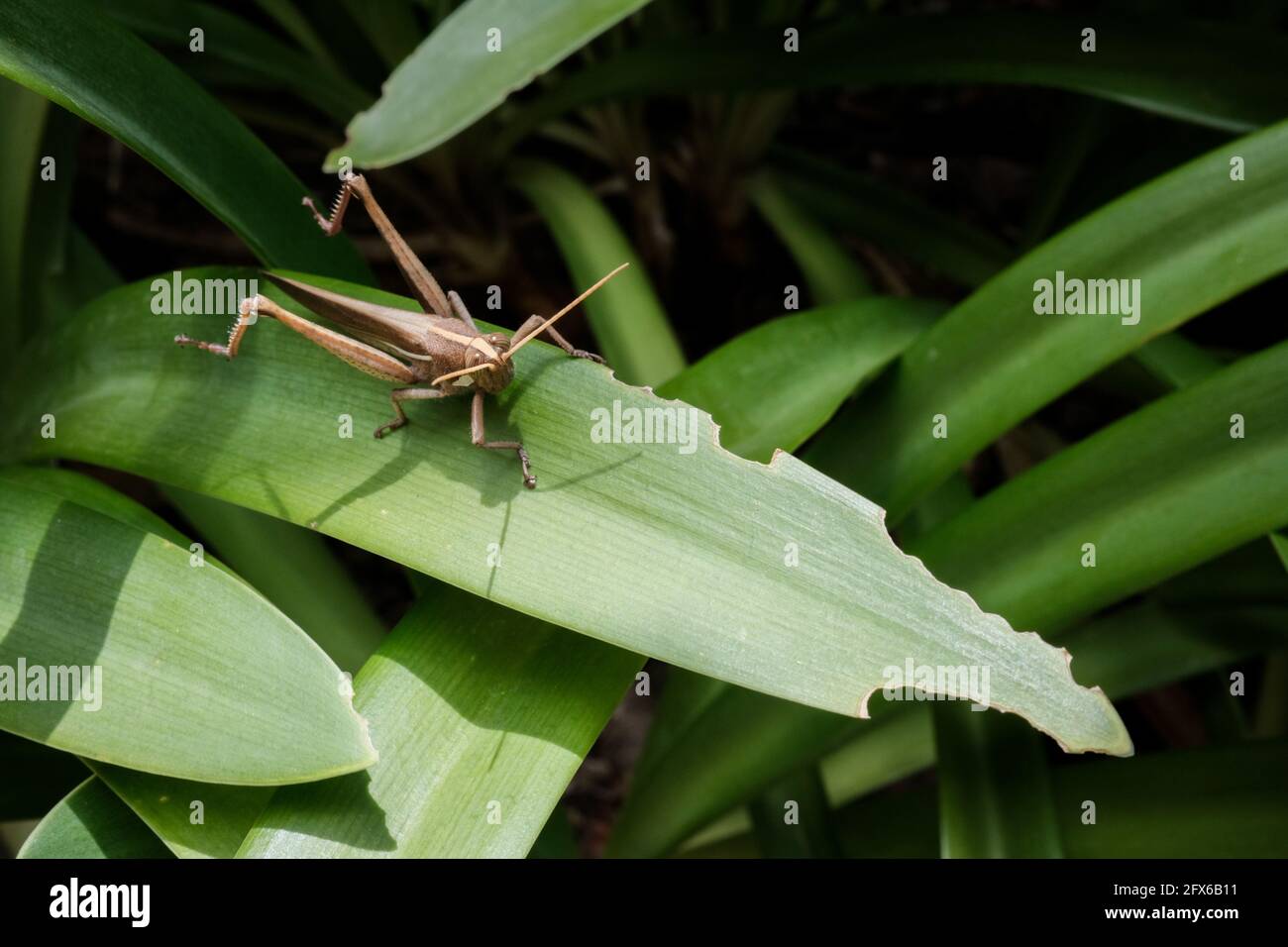 Friendly Little Brown Locust Chilling on the Leaf Stock Photo