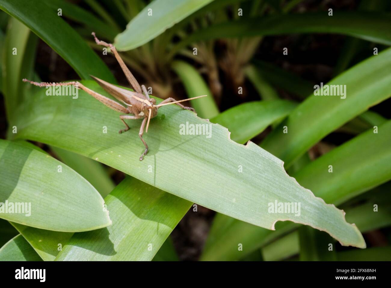 Friendly Little Brown Locust Chilling on the Leaf Stock Photo