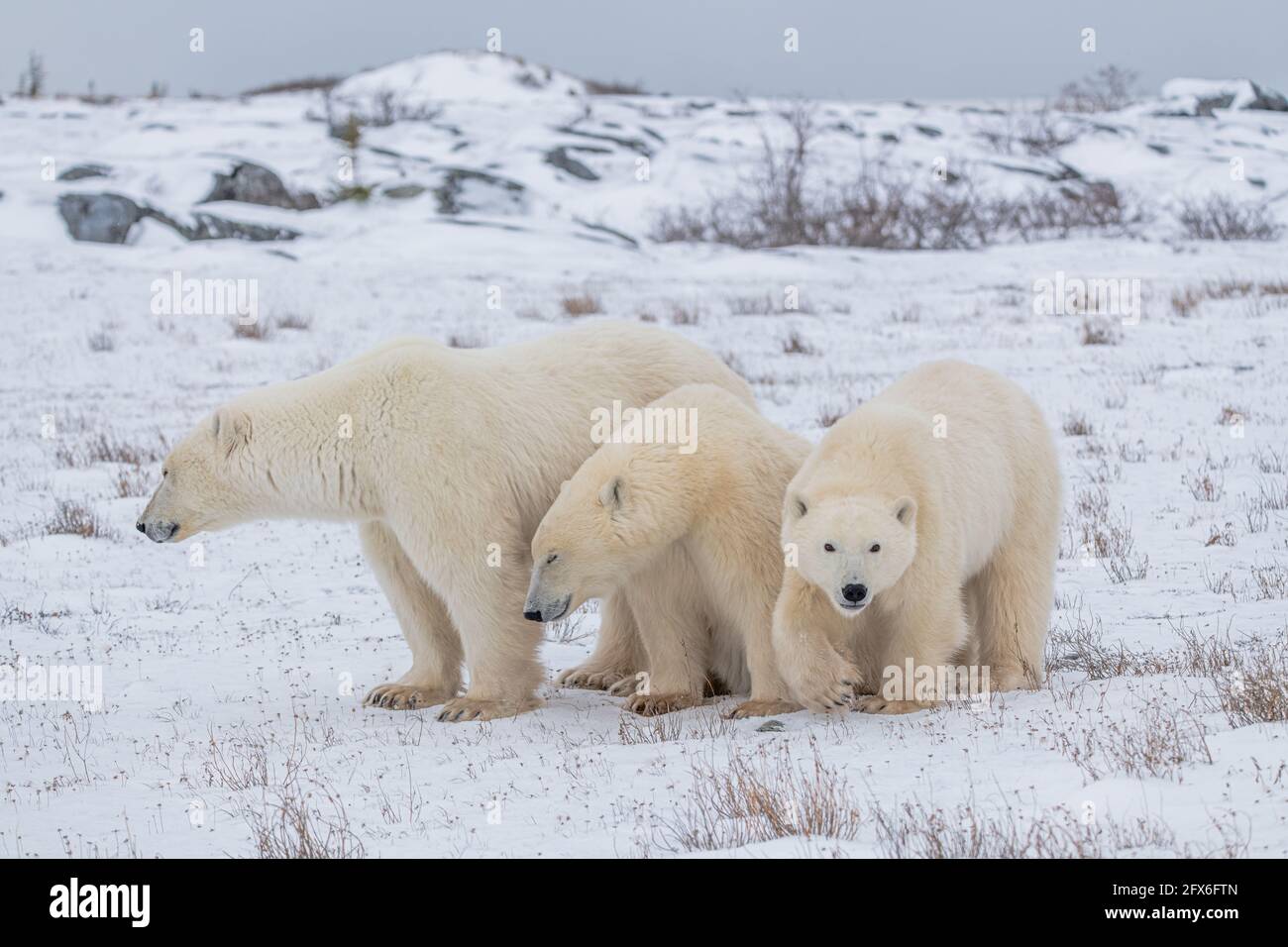 Three polar bears with mom and two cubs, one yearling baby starting to walk directly towards the camera. Snowy landscape, white tundra background. Stock Photo