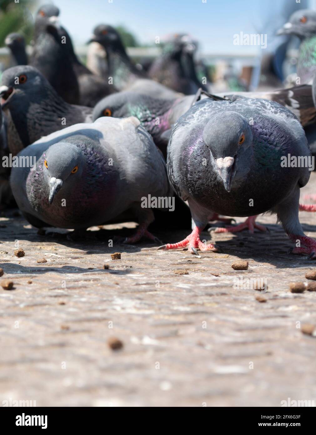 Two pigeons, gazing eyes on food, prepare to vie for food on the ground. Stock Photo