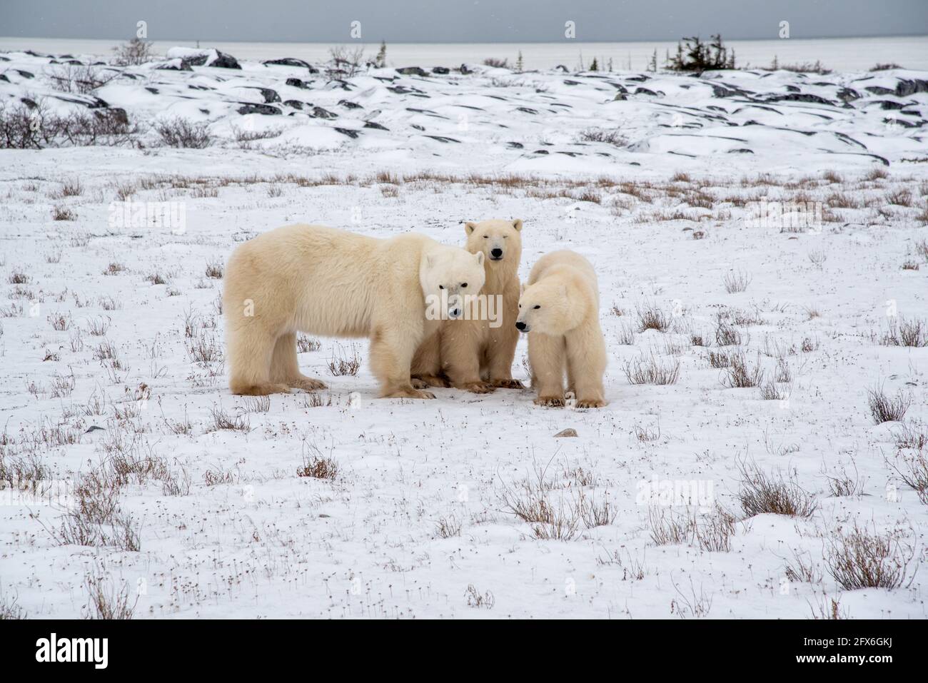 Polar bear family ice water hi-res stock photography and images - Alamy