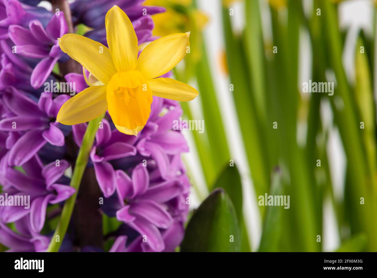 Spring daffodil and hyacinth flower in spring garden close-up Stock Photo