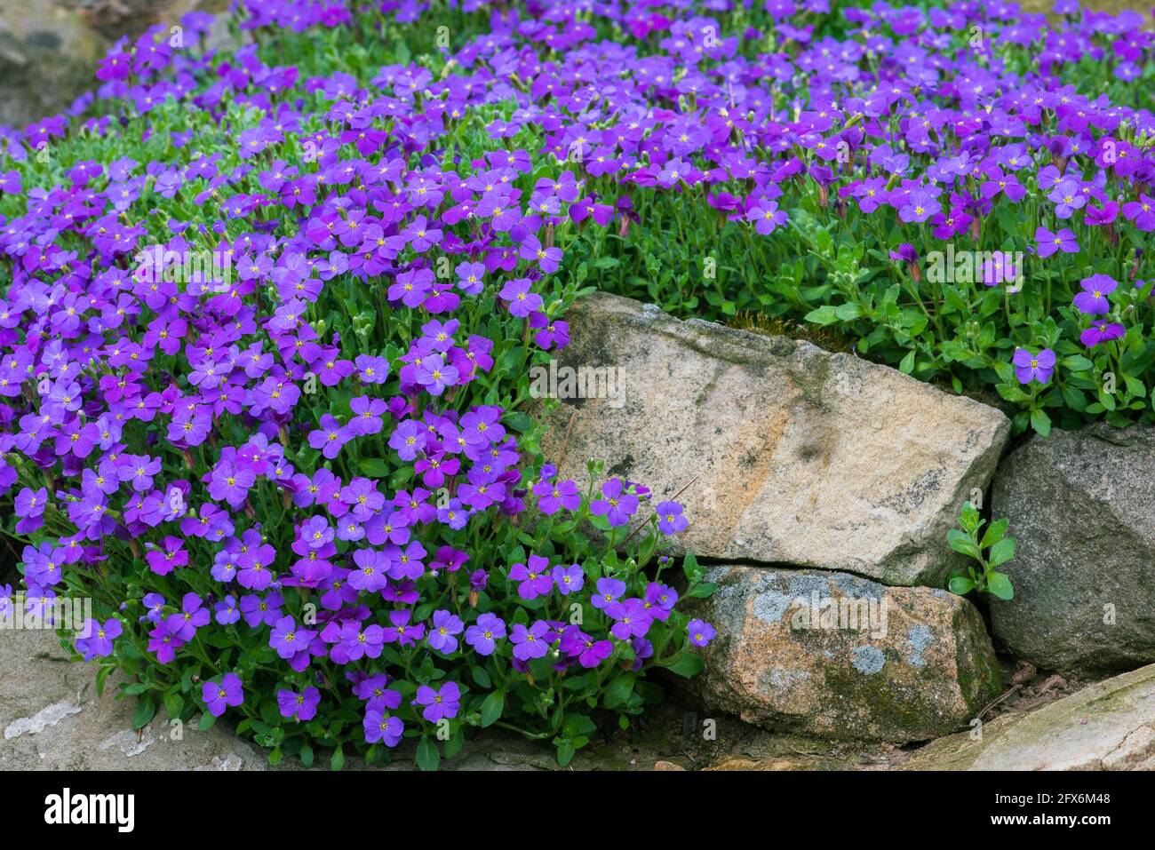 Aubrieta hybrida in spring stone garden Stock Photo