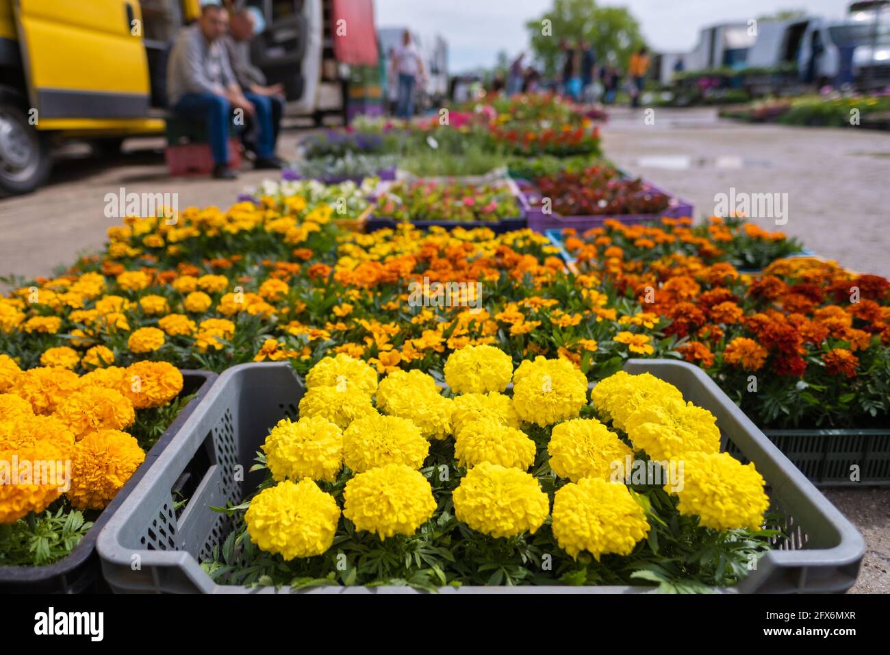 Sales of seedling spring flower on street market Stock Photo