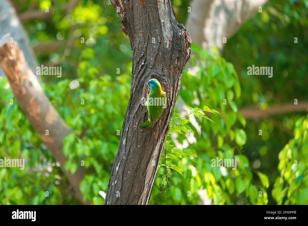 Taiwan Barbet(Psilopogon nuchalis) stands in its tree cave nest.Highly distinctive Taiwan endemic, bright green with a rainbow-hued face in red, blue, Stock Photo